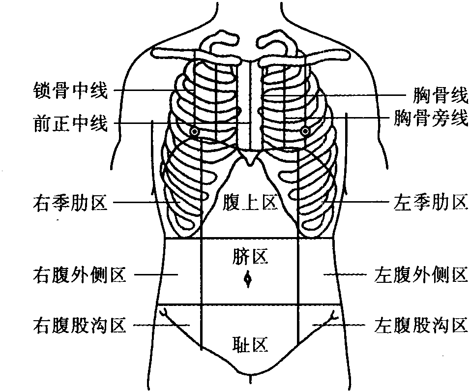 三、胸、腹部标志线和分区